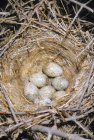 Loggerhead shrike nest in prairie pastos, sul de Alberta, Canadá — Fotografia de Stock