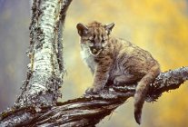 Cougar kitten sitting on tree branch, close-up. — Stock Photo