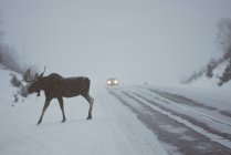 Moose crossing snow-capped highway with car, Algonquin Provincial Park, Ontario, Canada. — Stock Photo