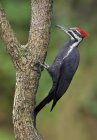 Pileated woodpecker perched on tree trunk in woodland. — Stock Photo