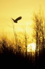 Silhouette of adult great gray owl flying in woodland on sunset. — Stock Photo