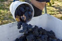 Cropped view of man pouring ripe pinot noir grapes from bucket at vineyard. — Stock Photo