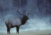 Elk standing in foggy woodland of Alberta, Canada. — Stock Photo