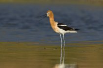 American avocet bird standing in pond and reflecting on water surface. — Stock Photo