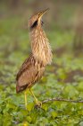 American bittern perched on branch in wetland — Stock Photo