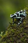 Green and black poison dart frog perched on mossy branch in rain forest. — Stock Photo