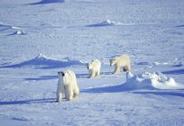 Urso polar fêmea viajando em gelo com filhotes em Hudson Bay, Canadá . — Fotografia de Stock