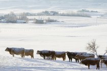 Скот, покрытый снегом на зимнем пастбище в юго-западной Альберте, Канада
. — стоковое фото
