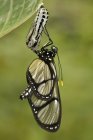 Glasswing butterfly perched on plant leaf, close-up — Stock Photo