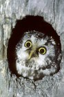 Взрослая бореальная сова, выглядывающая из гнезда в дупло дерева . — стоковое фото