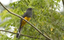 Violaceous trogon perched on tree in woodland. — Stock Photo