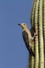Gila woodpecker sitting on cactus plant, close-up. — Stock Photo