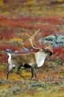 Barren-ground caribou bull walking on autumnal meadow in Barren Lands, Arctic Canada — Stock Photo