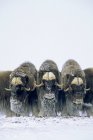 Muskoxen im Verteidigungskreis, Uferinsel, Nordwest-Territorien, arktisches Kanada. — Stockfoto