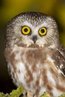 Northern saw-whet owl sitting on wood, portrait. — Stock Photo