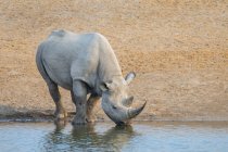 Endangered black rhinoceros at water hole in Etosha National Park, Namibia — Stock Photo