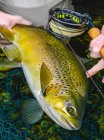 Nahaufnahme von Bachforellenfischen in den Händen männlicher Angler — Stockfoto