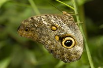 Owl butterfly sitting on plant, close-up — Stock Photo