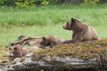 Grizzly bear and cubs resting on mossy rocks in green meadow. — Stock Photo