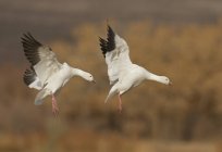 Snow geese landing in Bosque Del Apache, New Mexico, USA — Stock Photo