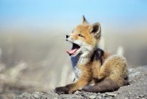 Red fox cucciolo graffiare e sbadigliare all'aperto . — Foto stock