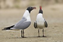 Laughing gulls standing and calling on shore sand, close-up. — Stock Photo