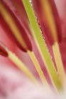 Close-up detail of domestic Lily flower, full frame — Stock Photo
