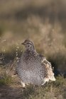 Sharp-tailed grouse in meadow, close-up — Stock Photo