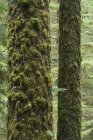 Troncos de abetos Sitka cubiertos de musgo en Rainforest Trail cerca de Tofino, Columbia Británica, Canadá - foto de stock