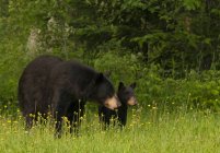 Wild American black bear with cub walking in flowering and grassy meadow near Lake Superior, Ontario, Canada — Stock Photo