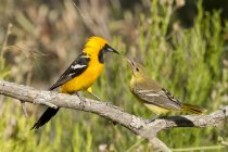 Male and female Scotts orioles feeding on branch, close-up — Stock Photo