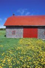 Сарай червоний дахівками та суцвіття кульбаб, Gaspe півострова, Квебек, Канада. — стокове фото
