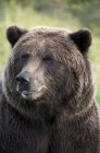 Close-up of grizzly bear looking away outdoors. — Stock Photo