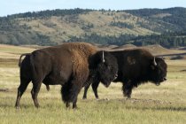 American bisons on green grassland in Custer State Park, South Dakota, USA — Stock Photo