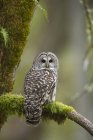 Adult barred owl perching on mossy tree branch in rain forest. — Stock Photo