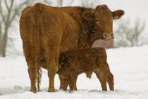 Червоні корови Ангус годування теля на snowy сфера в Альберті, Канада. — стокове фото