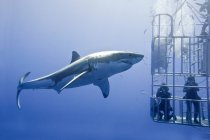 Pessoas irreconhecíveis mergulho em gaiola para grande tubarão branco na água por Isla Guadalupe, Baja, México — Fotografia de Stock