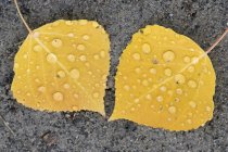Primo piano di tremanti foglie di pioppo tremulo sulla sabbia — Foto stock