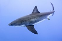 Большая белая акула плавает в голубой морской воде . — стоковое фото