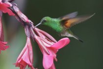 Beija-flor de cauda listrada voando e alimentando-se de flores exóticas na Costa Rica . — Fotografia de Stock