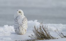 Rear view of snowy owl with head turned on snow. — Stock Photo