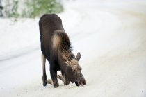 Bezerro de alce ajoelhado e comendo sal da estrada de inverno, Parque Nacional Jasper, Alberta, Canadá — Fotografia de Stock