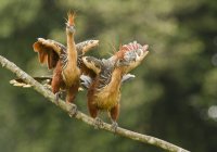 Exotic hoatzin birds perched on branch in Amazon Basin, Ecuador — Stock Photo