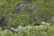 Male spruce grouse sitting in conifer trees — Stock Photo