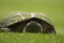 Gros plan sur la tortue serpentine dans un pré vert . — Photo de stock
