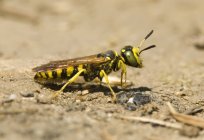 Nahaufnahme einer Wespe, die im Freien auf dem Boden sitzt — Stockfoto