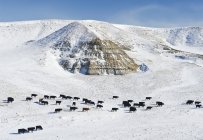 Ganado en el campo de nieve de Big Muddy Badlands, Saskatchewan, Canadá - foto de stock