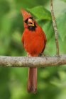 Hombre cardenal del norte cantando desde la percha en el parque . - foto de stock