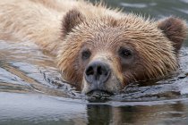Grizzlybär schwimmt im Wasser, Porträt aus nächster Nähe. — Stockfoto