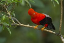 Andean cock-of-the-rock perched on branch in forest. — Stock Photo